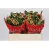 Hypericum Mellow Romance