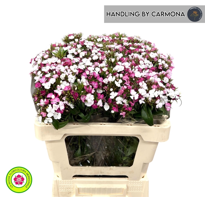 <h4>DI BARB AM ROSE</h4>