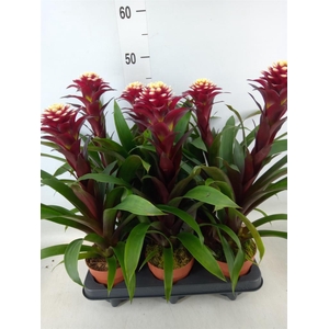 Guzmania  'Francesca'
