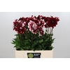 Dahlia Checkers
