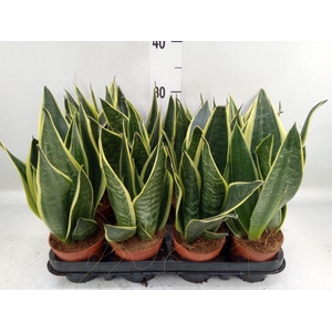 Sansevieria trifa.   ...