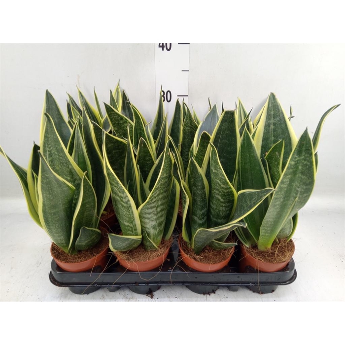 <h4>Sansevieria trifa.   ...</h4>