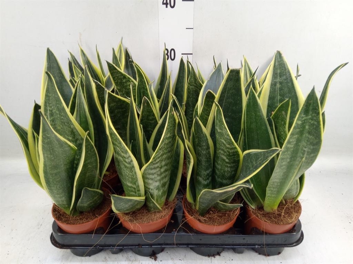 <h4>Sansevieria trifa.   ...</h4>