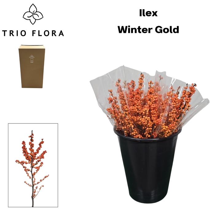 <h4>ILEX VE WINTER GOLD Aqua Box 50</h4>