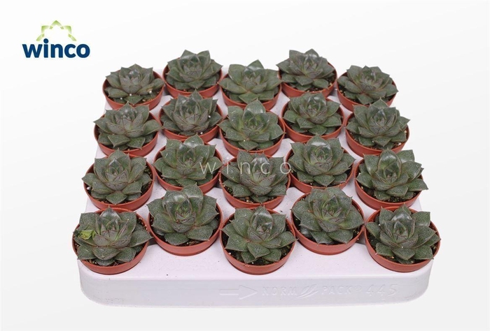 <h4>Echeveria Purpurea</h4>