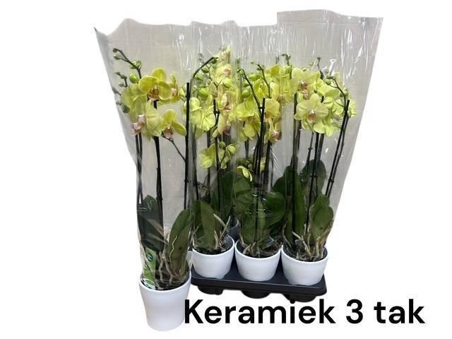 <h4>ARR PHALA MT 14+</h4>