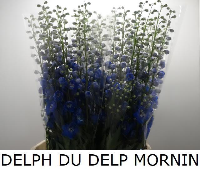 <h4>DELPH DU DELP MORNIN</h4>