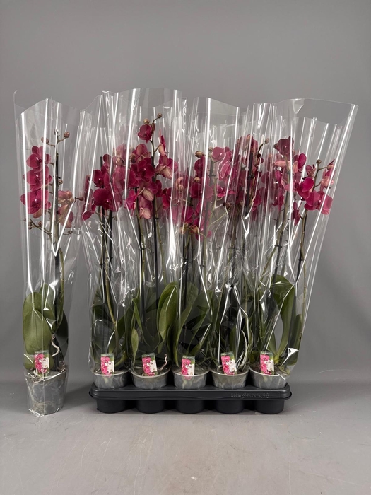 <h4>PHAL RED 2 TAK</h4>
