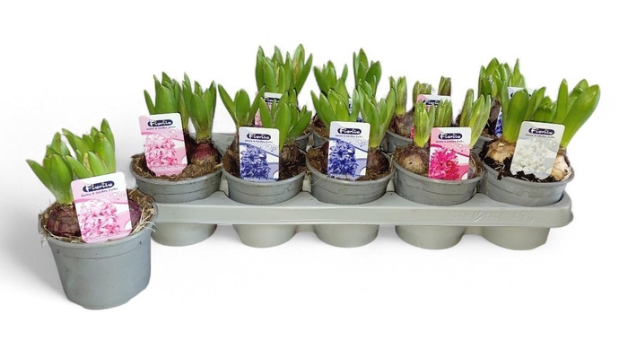 <h4>HYACIN MIXK 4 KL</h4>