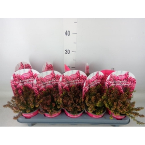 Erica carnea   ...red