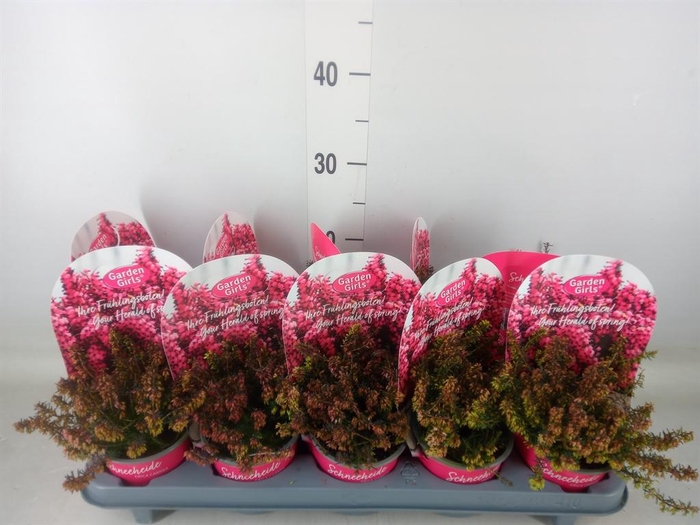 <h4>Erica carnea   ...red</h4>