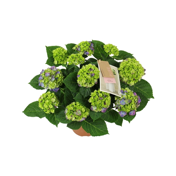 <h4>Hydrangea macr. Ningbo lila 7/8 flowers</h4>