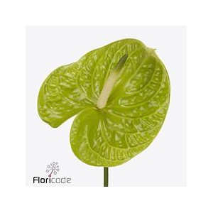 Anthurium grand slam