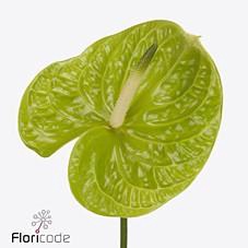 <h4>Anthurium grand slam</h4>