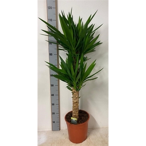 Yucca Elephantipes 2 stam 75/45