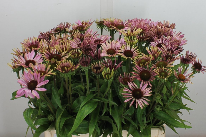 <h4>Echi Purpurea Pink</h4>