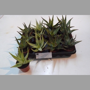 ALOE GEM