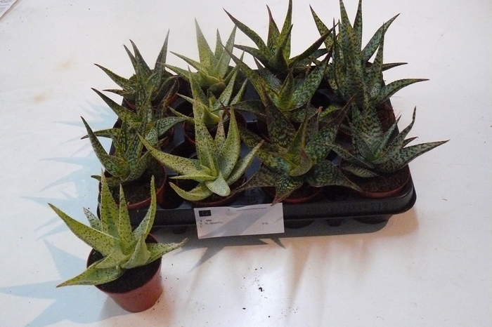 <h4>ALOE GEM</h4>