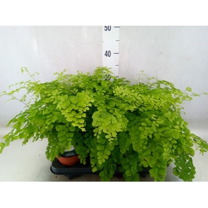 Adiantum raddi. 'Fragrans'