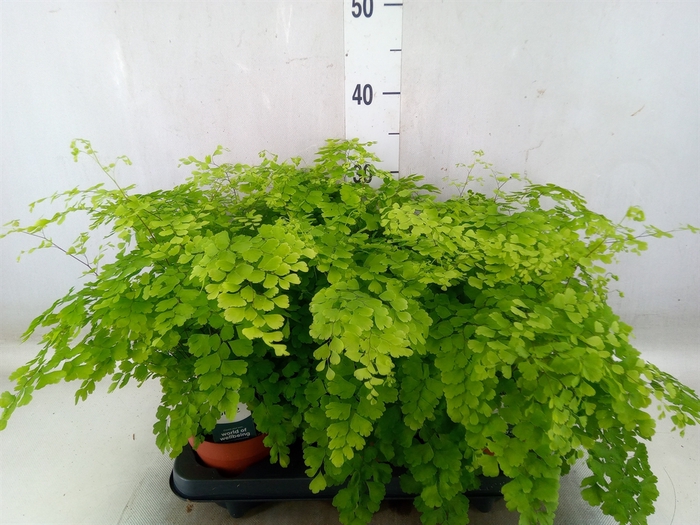<h4>Adiantum raddi. 'Fragrans'</h4>