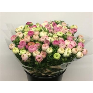 Ran El Sfumato White Pink