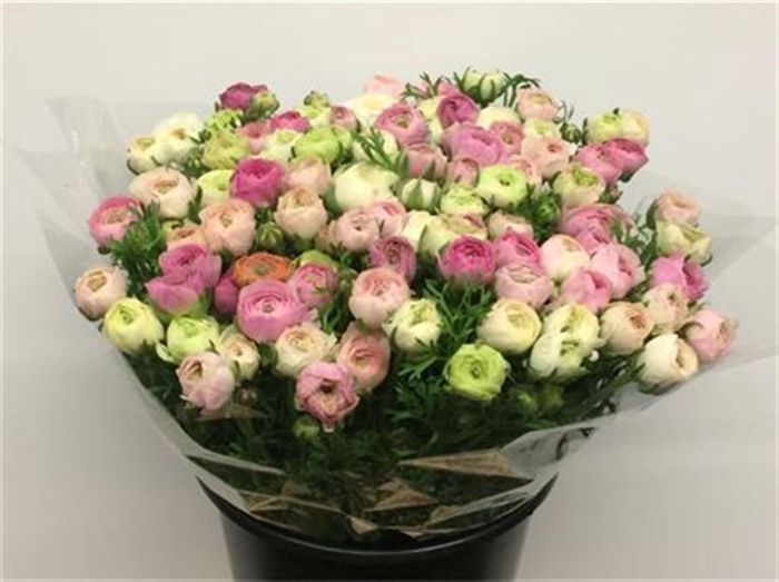 Ran El Sfumato White Pink