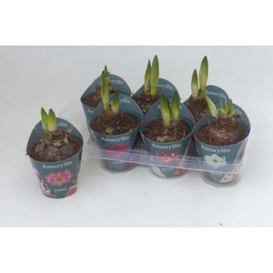 Hippeastrum Mix 14Ø 25cm 2st