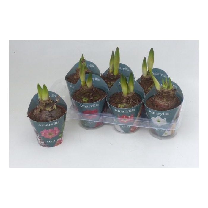 <h4>Hippeastrum Mix 14Ø 25cm 2st</h4>