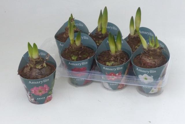 Hippeastrum Mix 14Ø 25cm 2st