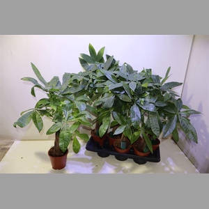 Pachira Aquatica