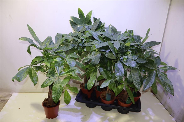 <h4>Pachira Aquatica</h4>