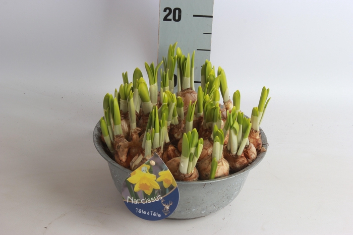 <h4>ARR NARCISSUS</h4>