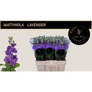 MATTH MATHILDA LAVEN