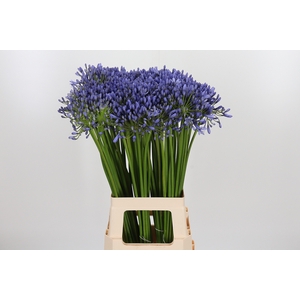 Agap Swedish Blue
