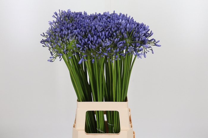 <h4>Agap Swedish Blue</h4>