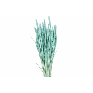 Dried Triticum X5 Light Blue Bunch