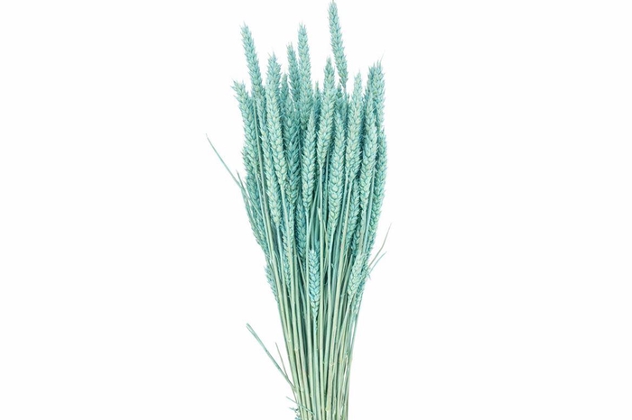 Dried Triticum X5 Light Blue Bunch