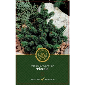 Abies b. 'Piccolo'