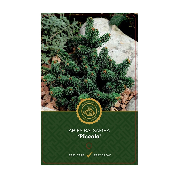 <h4>Abies b. 'Piccolo'</h4>