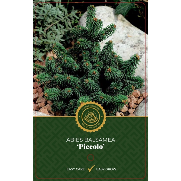 Abies b. 'Piccolo'