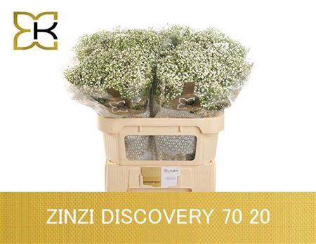 <h4>Gyps Pa Zi Discovery</h4>