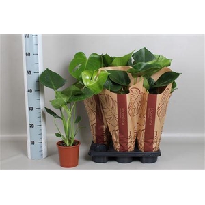 Monstera Deliciosa