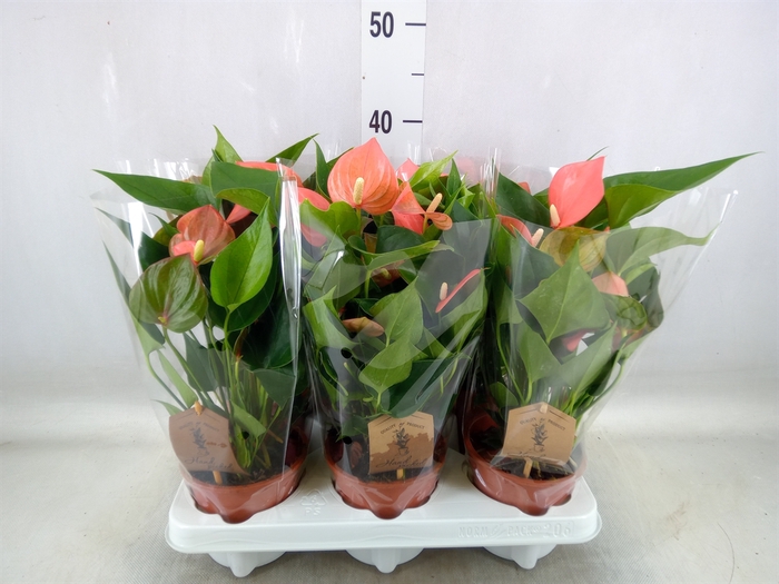 <h4>Anthurium andr. 'Prince of Orange'</h4>