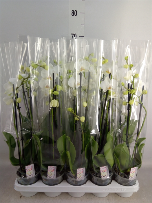 <h4>Phalaenopsis   ...white</h4>