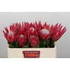 Protea Cynaroides Madiba