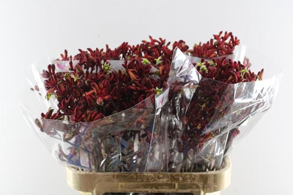 <h4>Anigoz Early Spring</h4>