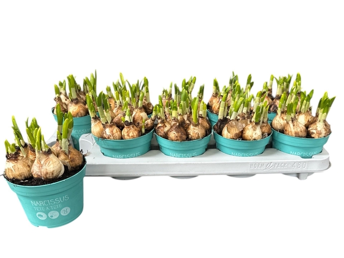 <h4>NARC O TETE A TETE</h4>