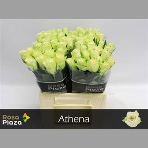 R Gr Athena