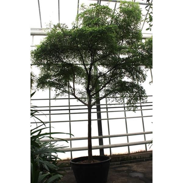 <h4>Bucida buceras</h4>