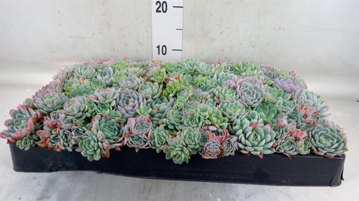 <h4>Echeveria   ...</h4>